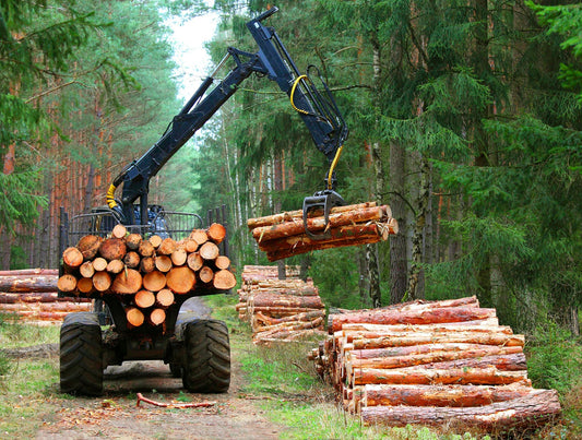 Wald in Gefahr